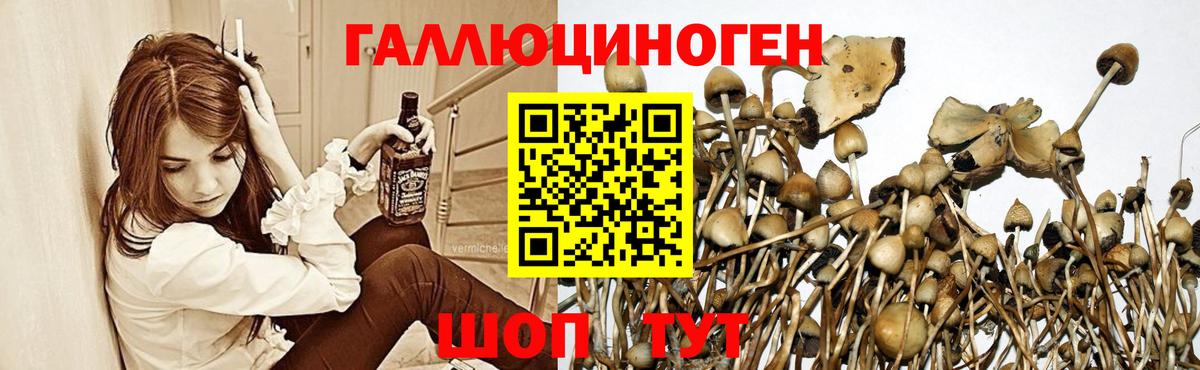 Павлово  Галлюциногенные грибы мицелий  Вход с VPN 